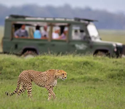 Thrilling Kenya Masai Mara Safari for 4 Days / 3 Nights