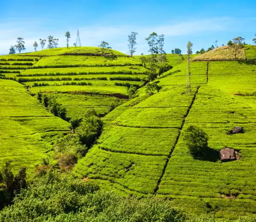 Serene Srilanka I Standard - 4N/5D