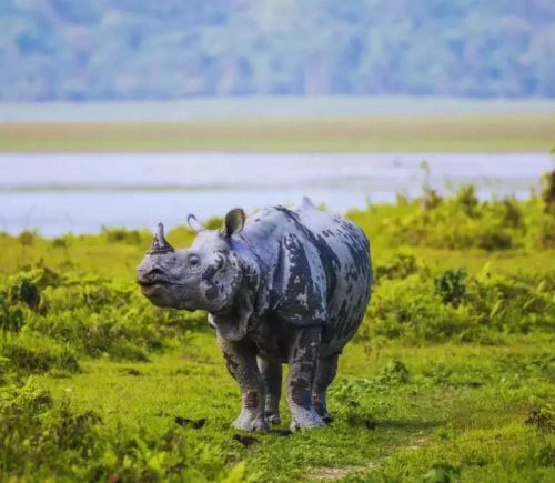 Kaziranga National Park with Meghalaya