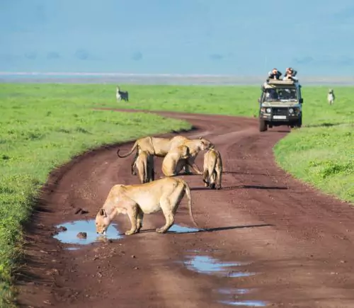 Kenya with Tanzania Safari - 09D/8N